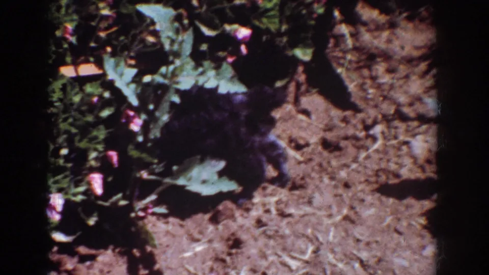 The small black puppy remains in the flowerbed of the 1962 Yorba Linda garden scene, close to foliage and sunlit soil.