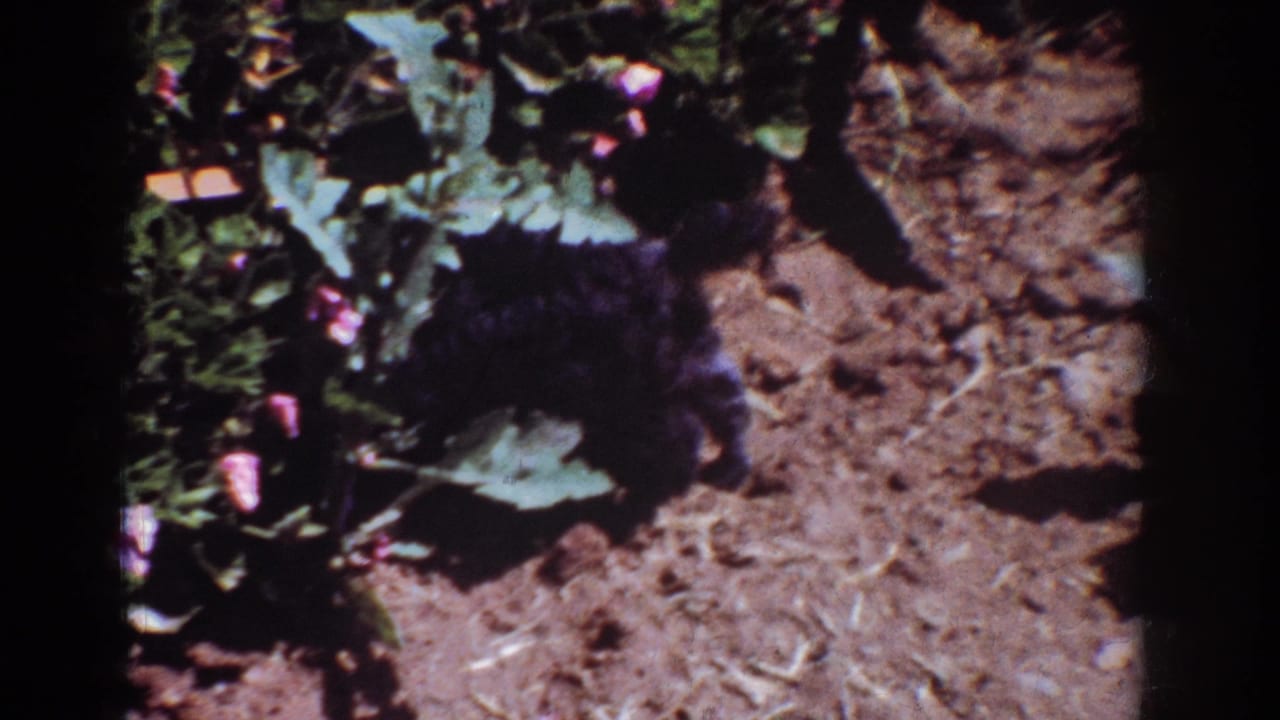 1962 Yorba Linda 8mm frame showing a small black dog sniffing near garden plants and pink flowers on bare dirt.