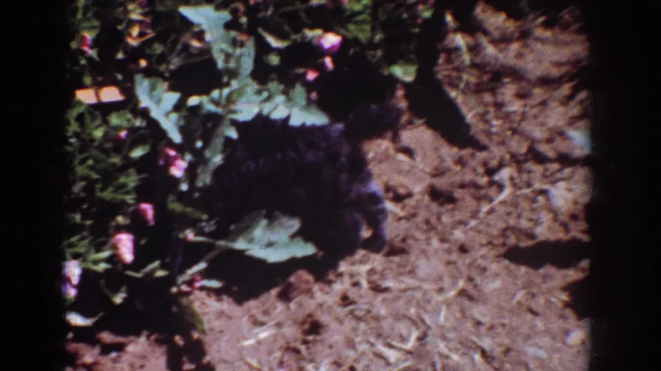 1962 Yorba Linda 8mm frame showing a small black dog sniffing near garden plants and pink flowers on bare dirt.