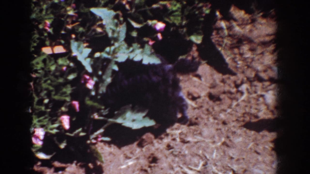 Black dog partly turned near leafy plants and exposed dirt in bright sunlight.