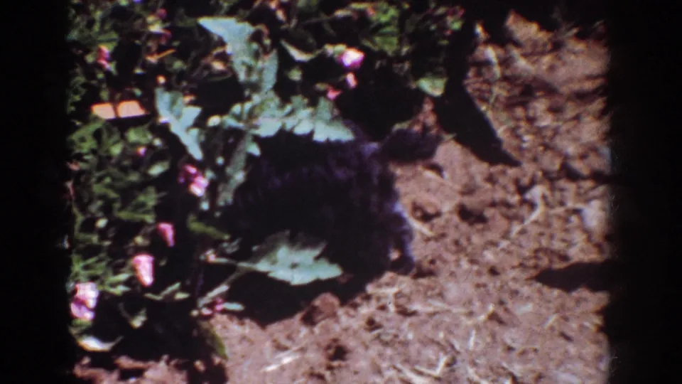 1962 Yorba Linda home-movie frame with a small black dog moving beside leafy garden plants under strong sunlight.
