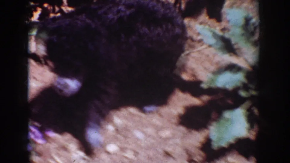 Soft 8mm close frame from Yorba Linda in 1962 showing the black dog passing close to garden leaves and dirt.