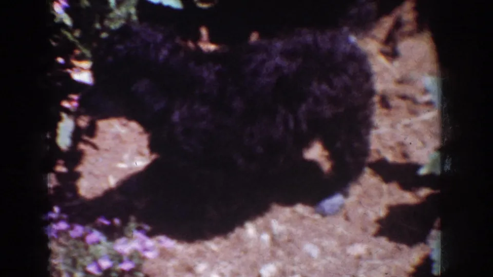 1962 Yorba Linda 8mm frame showing the small black dog in profile near plants, with strong shadows on the dirt.