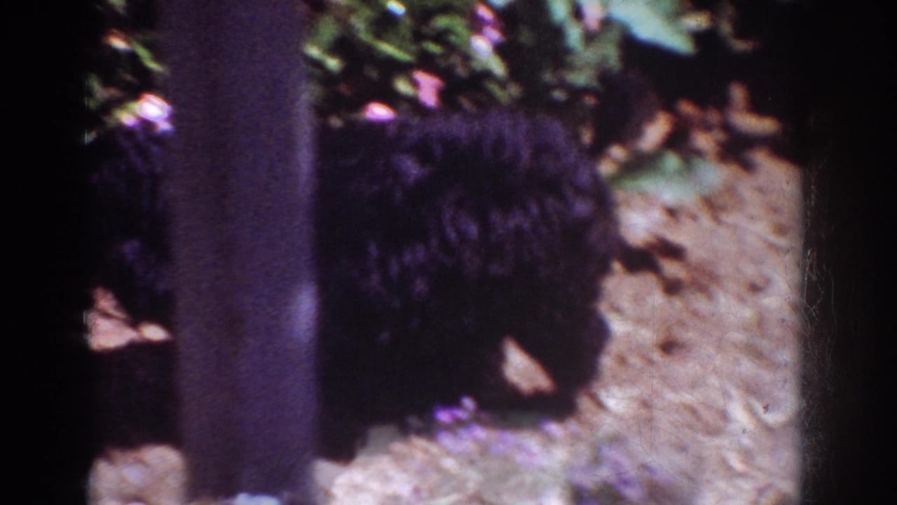 In this 1962 Yorba Linda home-movie frame, a fuzzy black puppy moves near flowers and bare soil in a sunlit garden.
