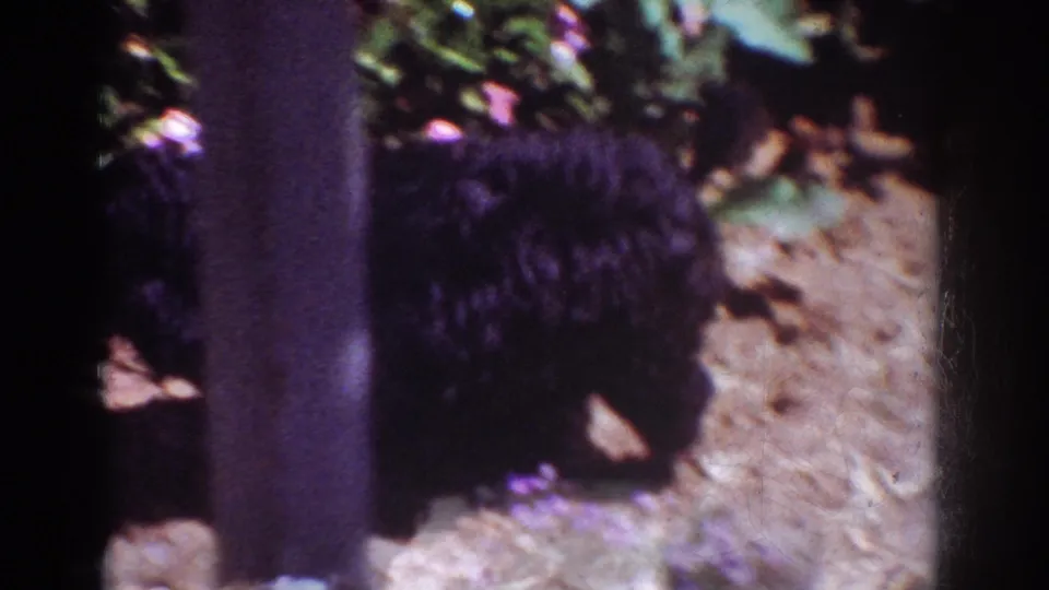 In this 1962 Yorba Linda home-movie frame, a fuzzy black puppy moves near flowers and bare soil in a sunlit garden.