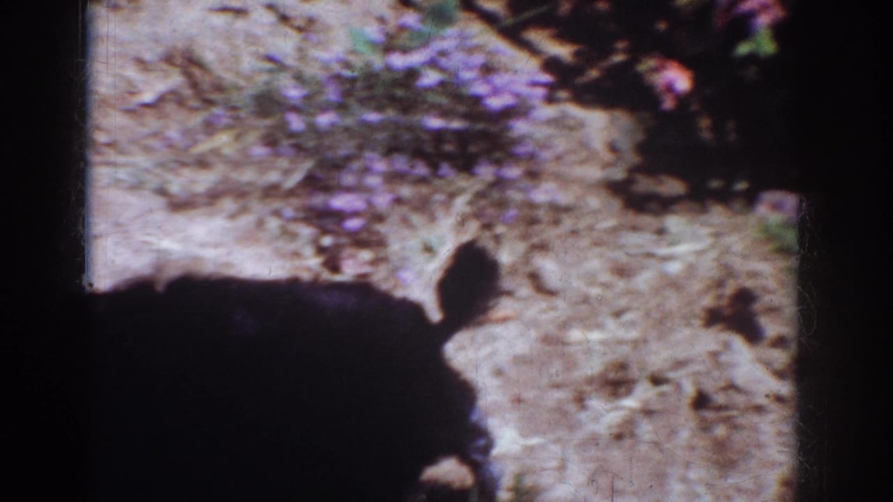 Dark puppy silhouette crossing sunlit dirt near a patch of purple flowers.