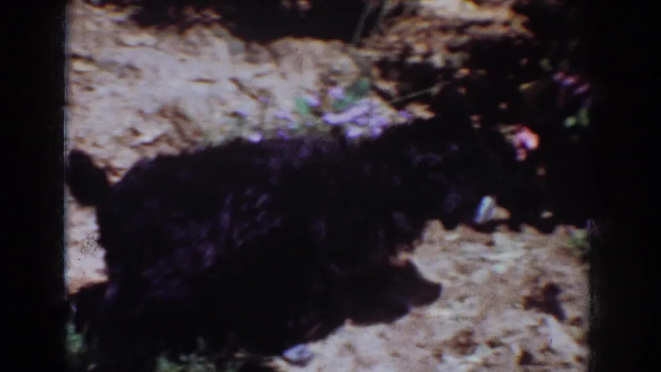 A close, grainy 8mm view shows the fuzzy black puppy lowering its head near bare soil and surrounding garden growth.