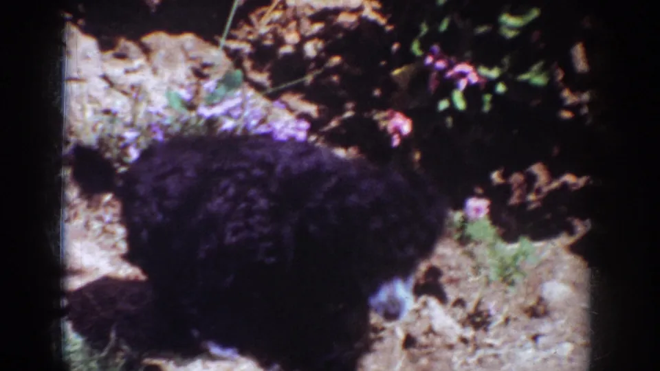 The final frame shows the black puppy near purple flowers and garden foliage, with dark exposure and visible 8mm film texture.