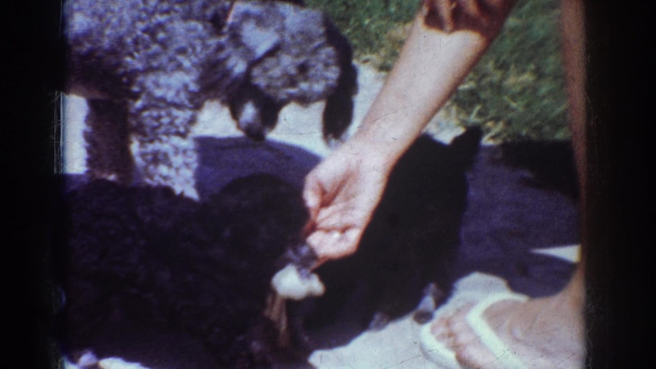 Person's hand offers a small toy to black and silver poodle puppies on a sunlit concrete path.