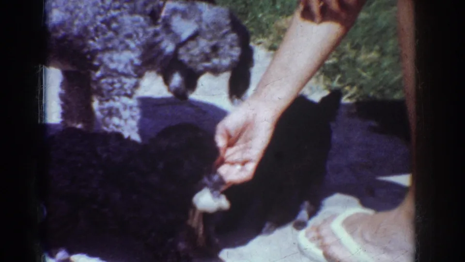 In supported 1962 Yorba Linda home-movie footage, a person's hand reaches down with a small toy as young black and silver poodle puppies gather on a concrete path beside grass.