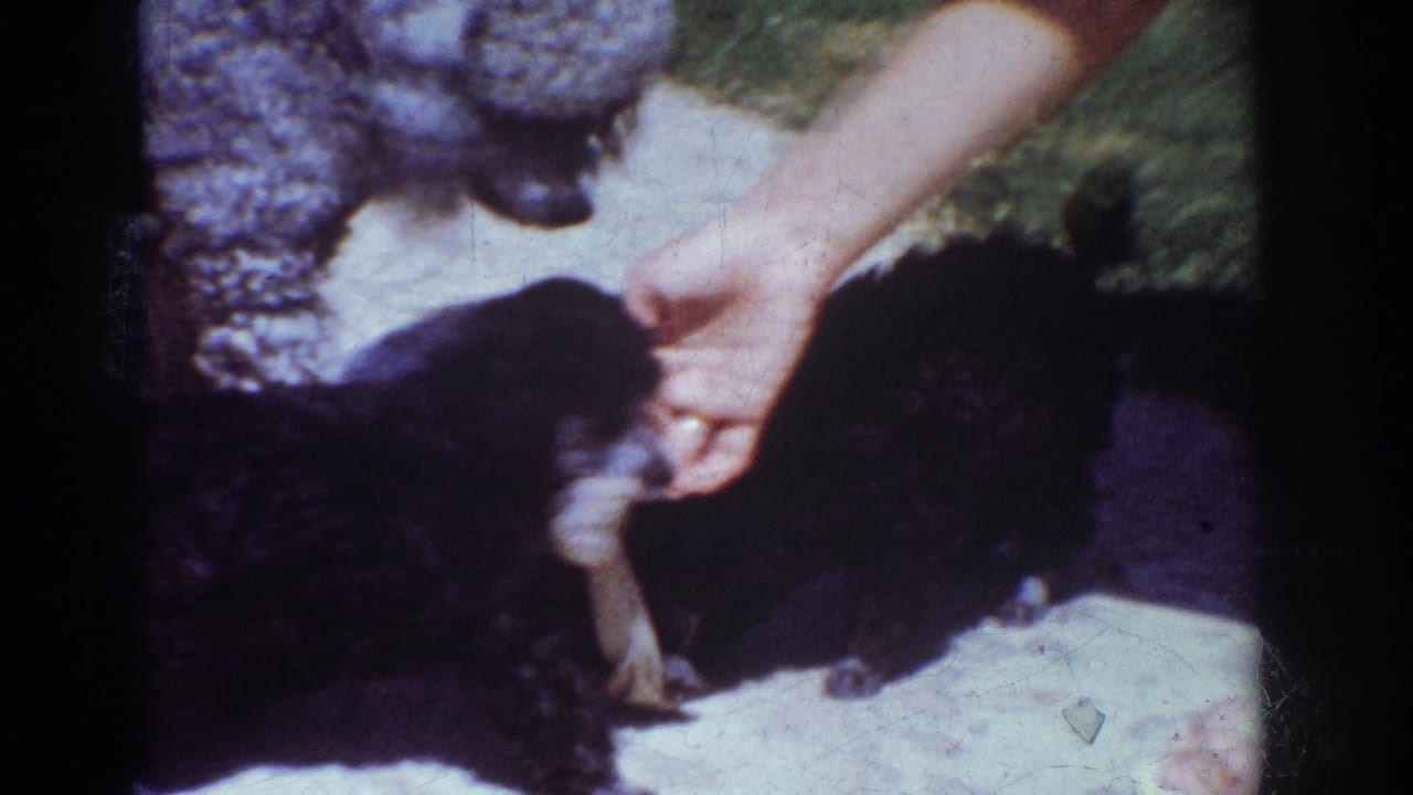 A person's hand holds a toy near two poodle puppies on concrete in bright sunlight.