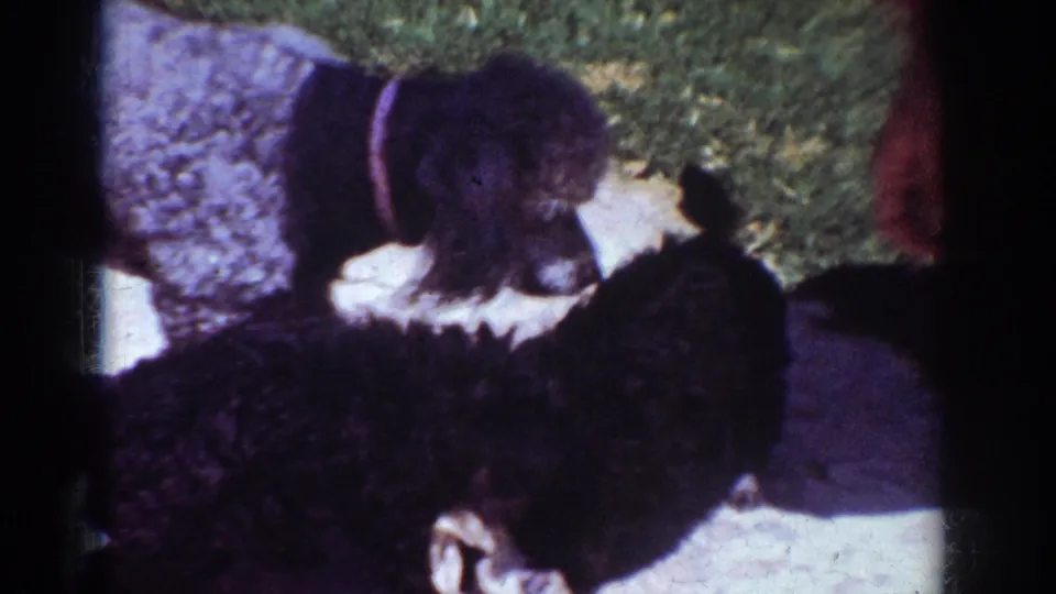 A silver poodle puppy leans toward a black poodle puppy during a casual outdoor play moment on concrete, with the person's arm partly visible at the edge.