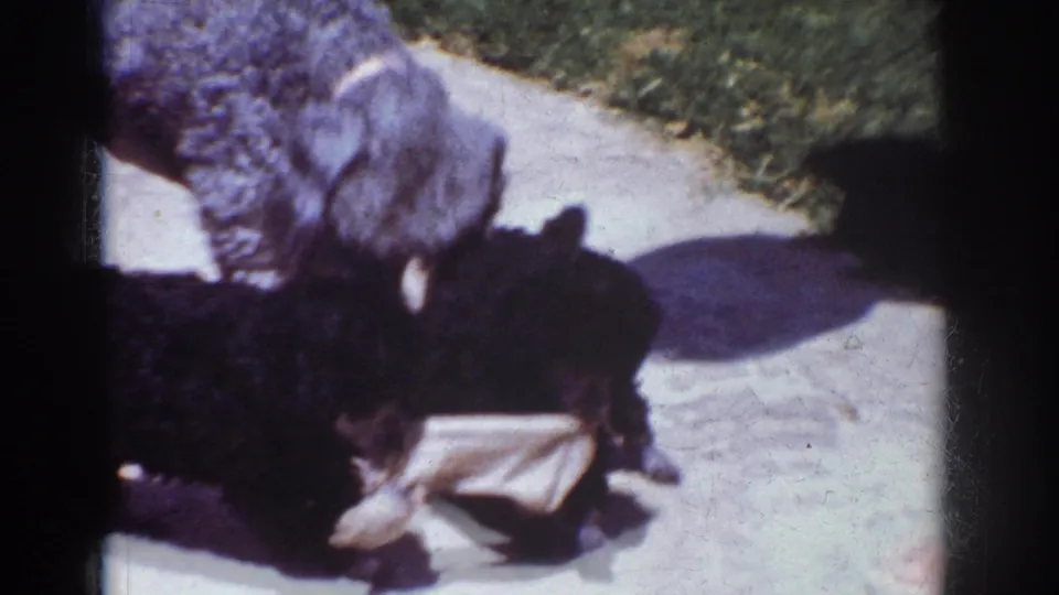 A silver poodle puppy stands close to a dark poodle puppy and a small cloth-like toy on the concrete, with bright sun, grass, and film gate edges visible.