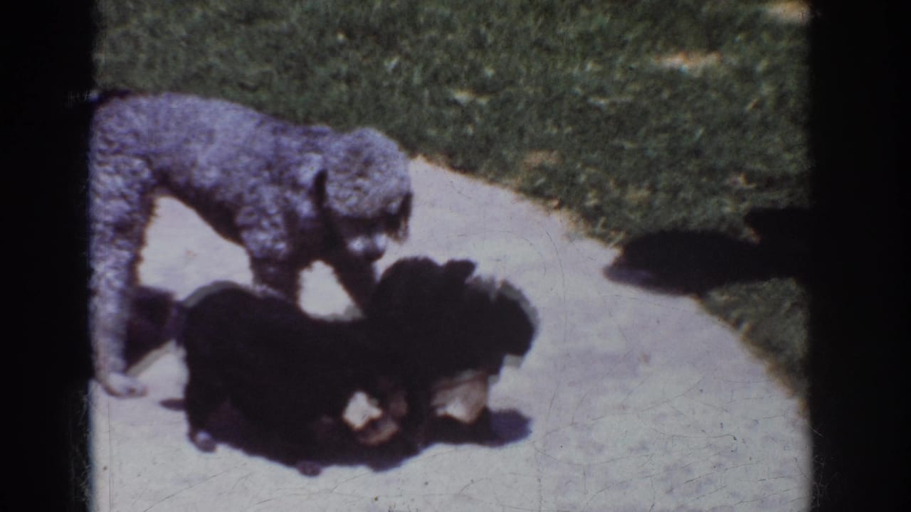 In 1962 Yorba Linda home-movie footage, a gray poodle watches two small black dogs on a bright concrete path near grass.