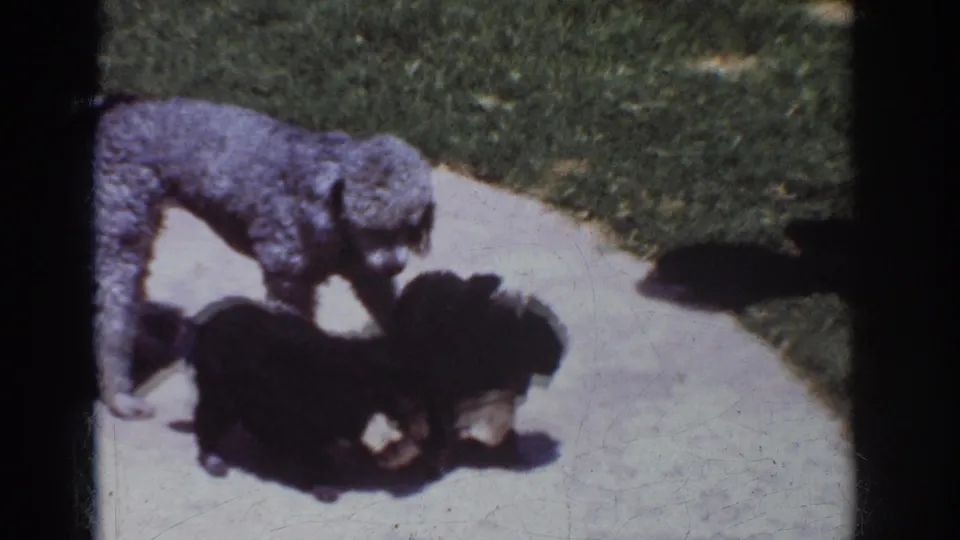 In 1962 Yorba Linda home-movie footage, a gray poodle watches two small black dogs on a bright concrete path near grass.