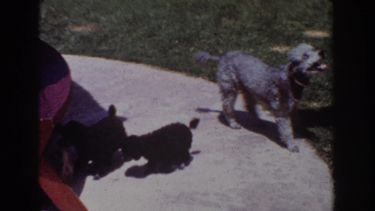 Gray poodle walks on a concrete path while two small black dogs play near a crouching person.