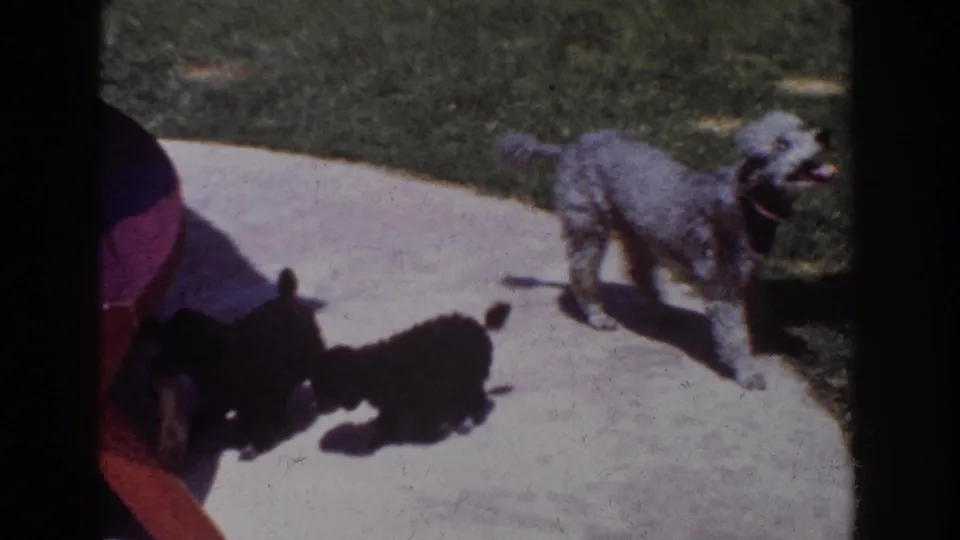 A gray poodle moves along the concrete path as two small black dogs play near a crouching adult in Yorba Linda, 1962.