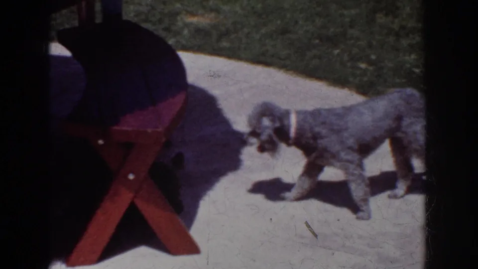 The gray poodle walks past a red folding picnic table as a small black dog remains partly shaded on the patio.