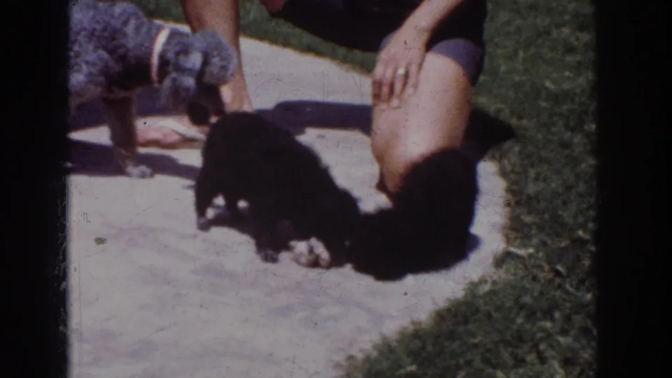 Two small black dogs investigate a paper bag on the patio while a gray poodle and a crouching adult stay close by.