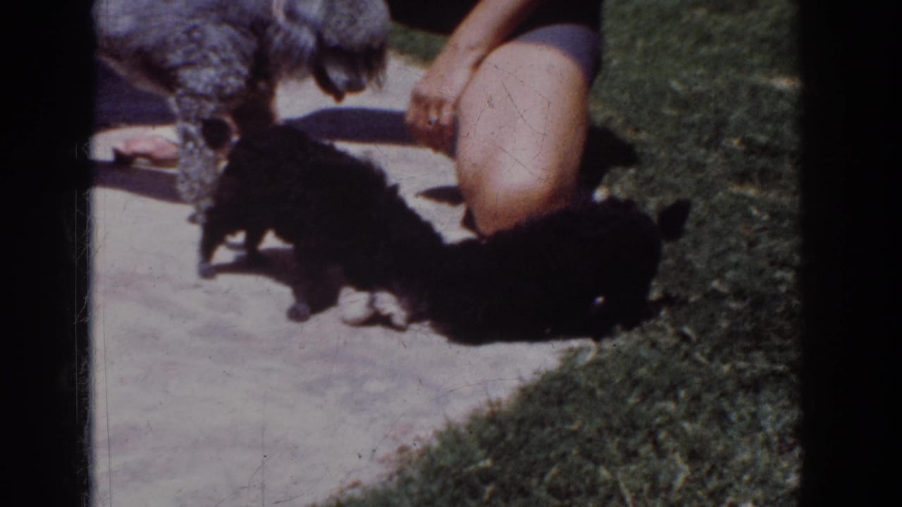 1962 Yorba Linda home-movie frame showing a gray poodle and two black puppies around a toy beside a kneeling adult.