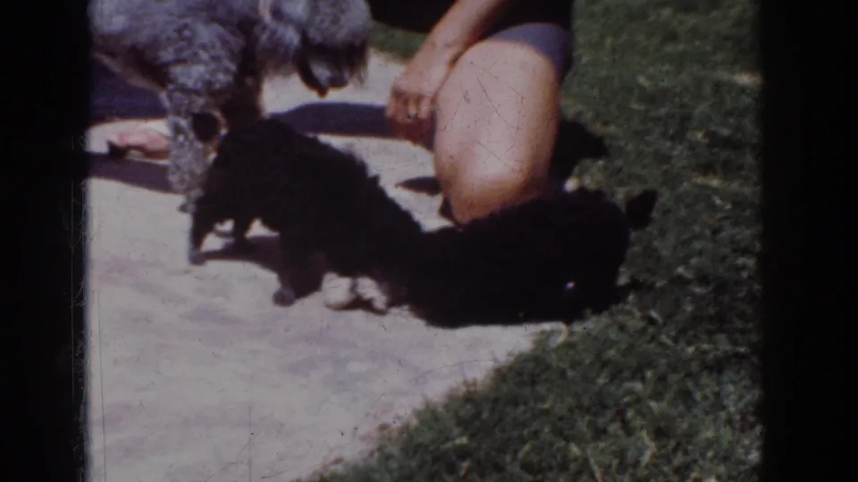 1962 Yorba Linda home-movie frame showing a gray poodle and two black puppies around a toy beside a kneeling adult.
