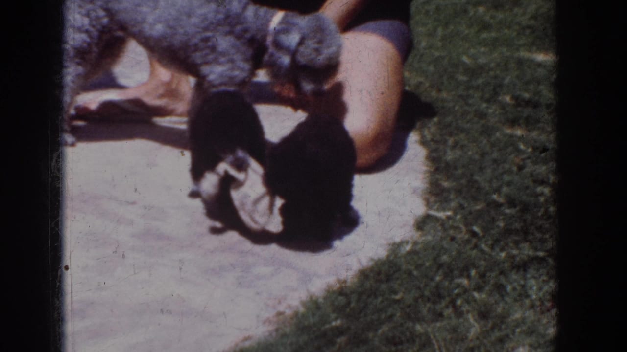 1962 Yorba Linda frame with a gray poodle leaning toward two black puppies as they play near a stuffed toy outdoors.