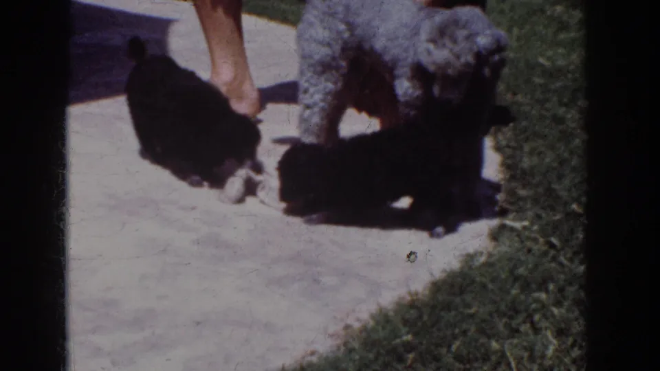 1962 Yorba Linda patio scene with a gray poodle and two black puppies gathering around a stuffed toy in bright outdoor light.