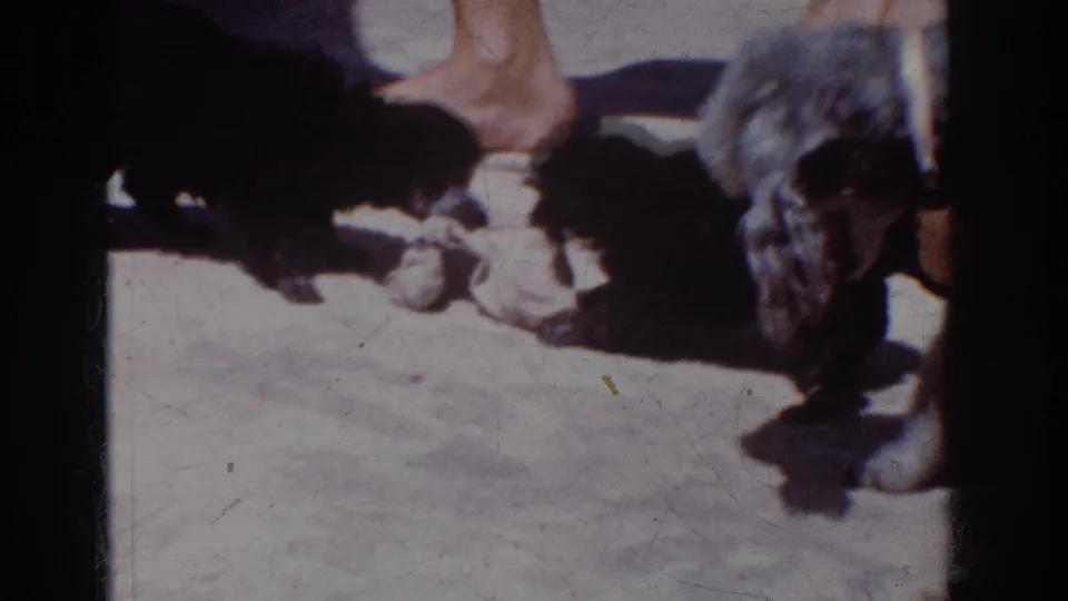 1962 Yorba Linda frame showing three dogs focused on a stuffed toy on a sunlit concrete patio beside a kneeling adult.