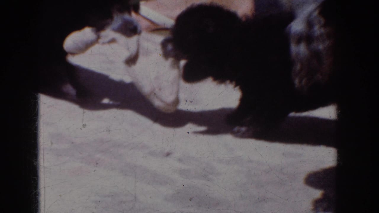 1962 Yorba Linda 8mm frame showing two small black dogs playing with a white cloth or toy near a sandal on a bright patio-like surface.