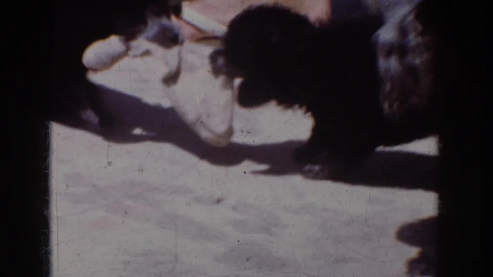 1962 Yorba Linda 8mm frame showing two small black dogs playing with a white cloth or toy near a sandal on a bright patio-like surface.