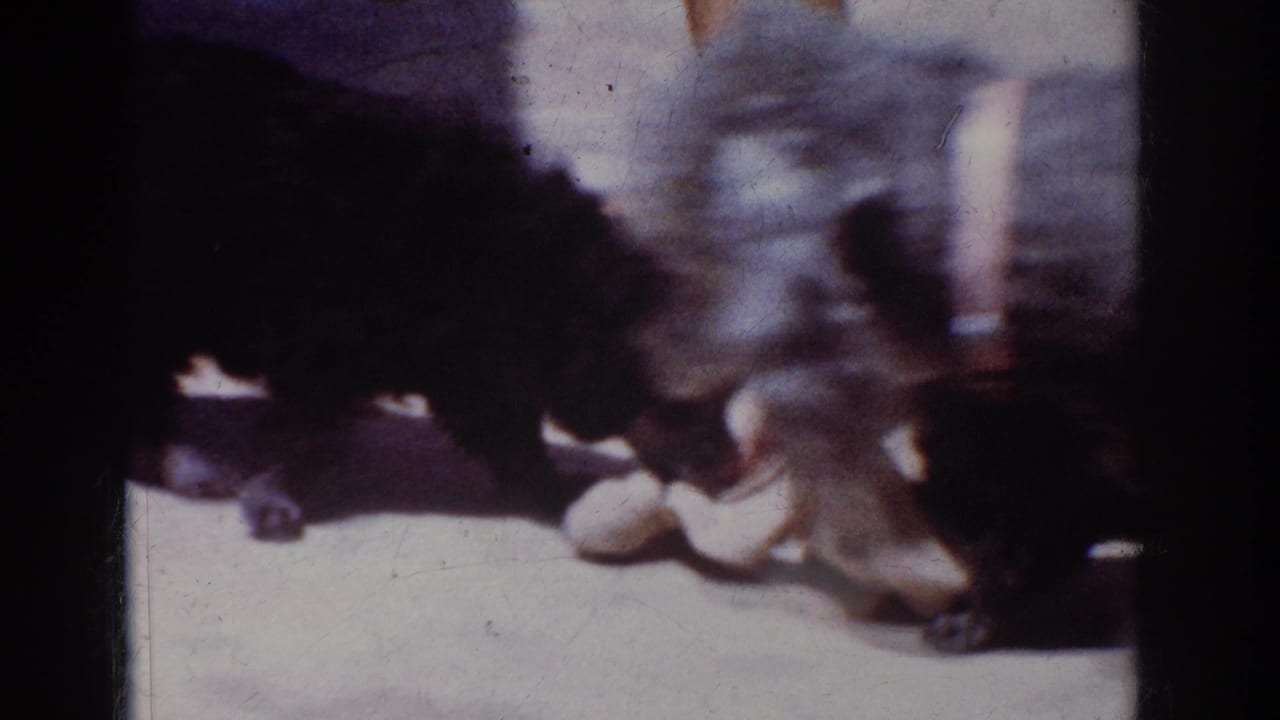 Small black dogs play beside a sandal while one pulls at a white cloth or toy.