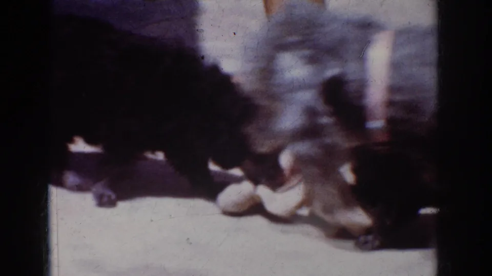 Home-movie frame from Yorba Linda in 1962 with small black dogs playing close to a person's white sandal on a sunlit surface.