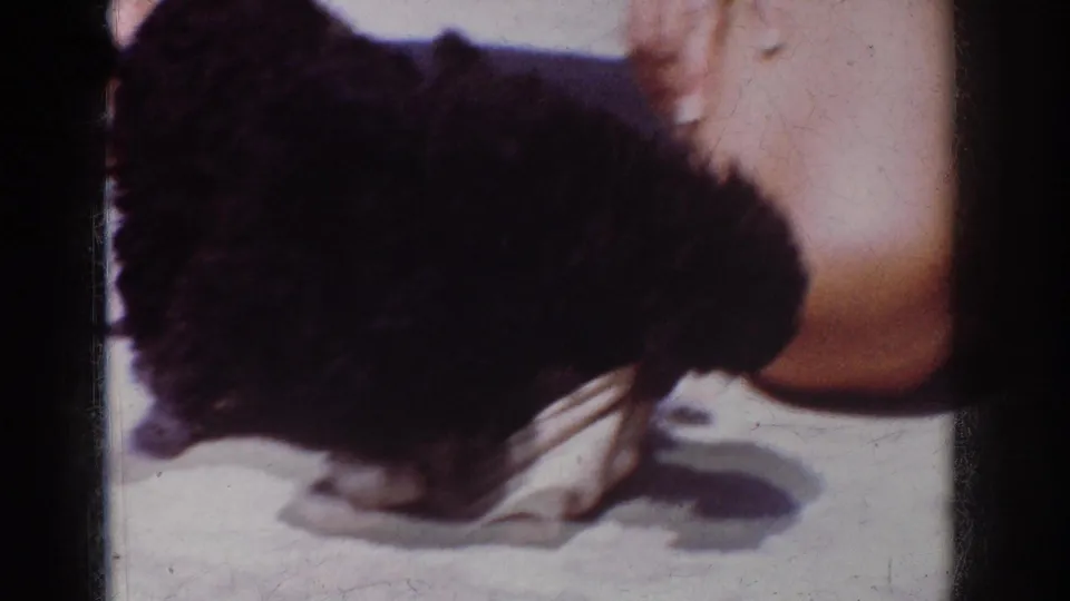 1962 California home-movie frame showing a small black dog leaning down toward a white cloth or toy beside a bare lower leg.