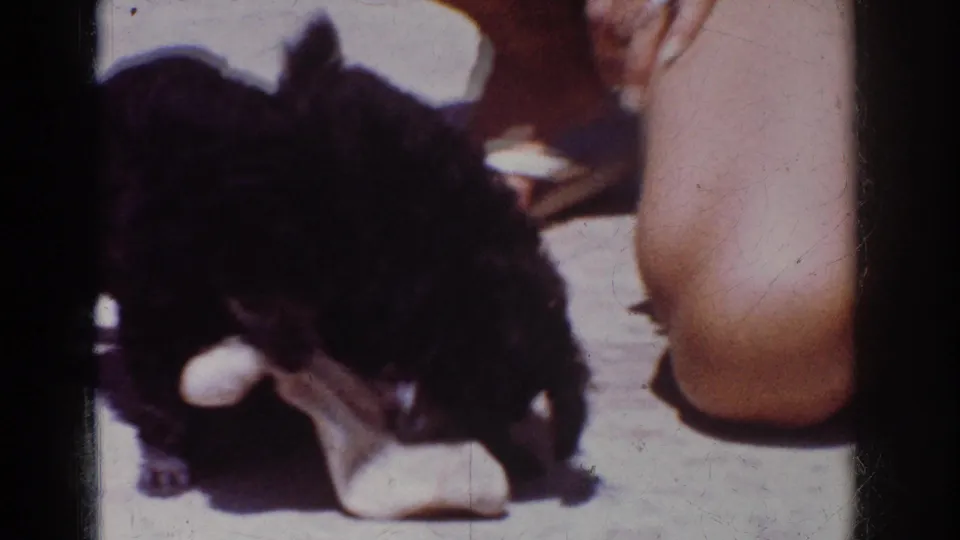 Yorba Linda 1962 8mm frame with a small black dog playing with a white cloth or toy beside a person's leg and white sandal.