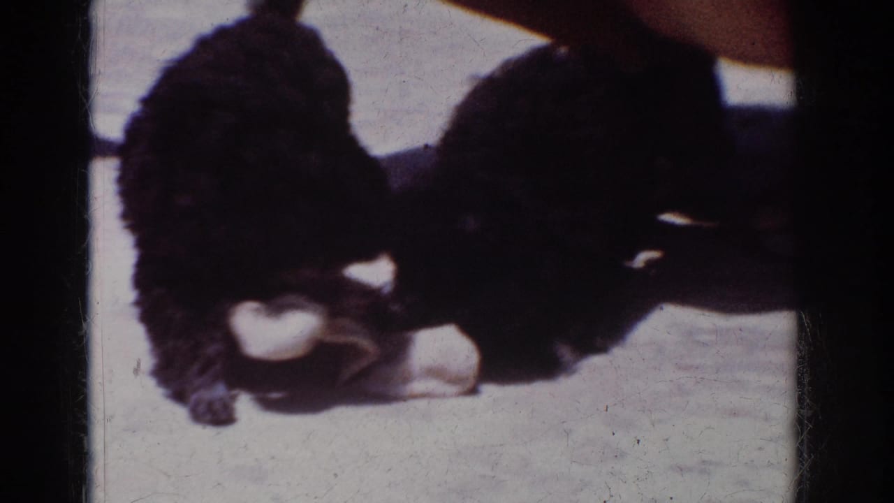 In 1962 Yorba Linda home-movie footage, two small black puppies tug and chew at a white sack on a sunny concrete surface.