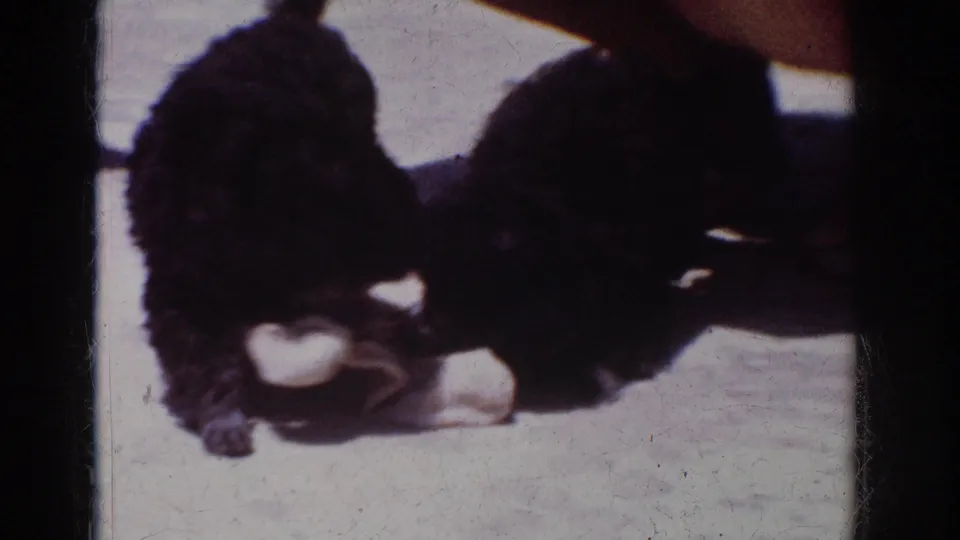 In 1962 Yorba Linda home-movie footage, two small black puppies tug and chew at a white sack on a sunny concrete surface.
