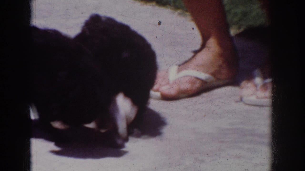 Small black puppies cluster around a white sack near feet in flip-flops on concrete.