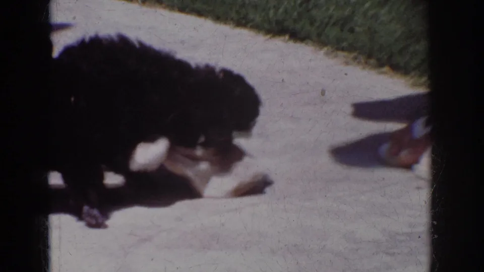 A small black puppy bites and pulls at the white sack on concrete, with lawn, shadows, and a nearby foot visible in the frame.