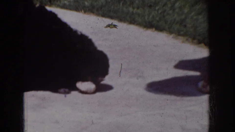 The final frame shows a small black puppy crouched over the white sack on concrete, with grass and a person's lower leg at the edge.