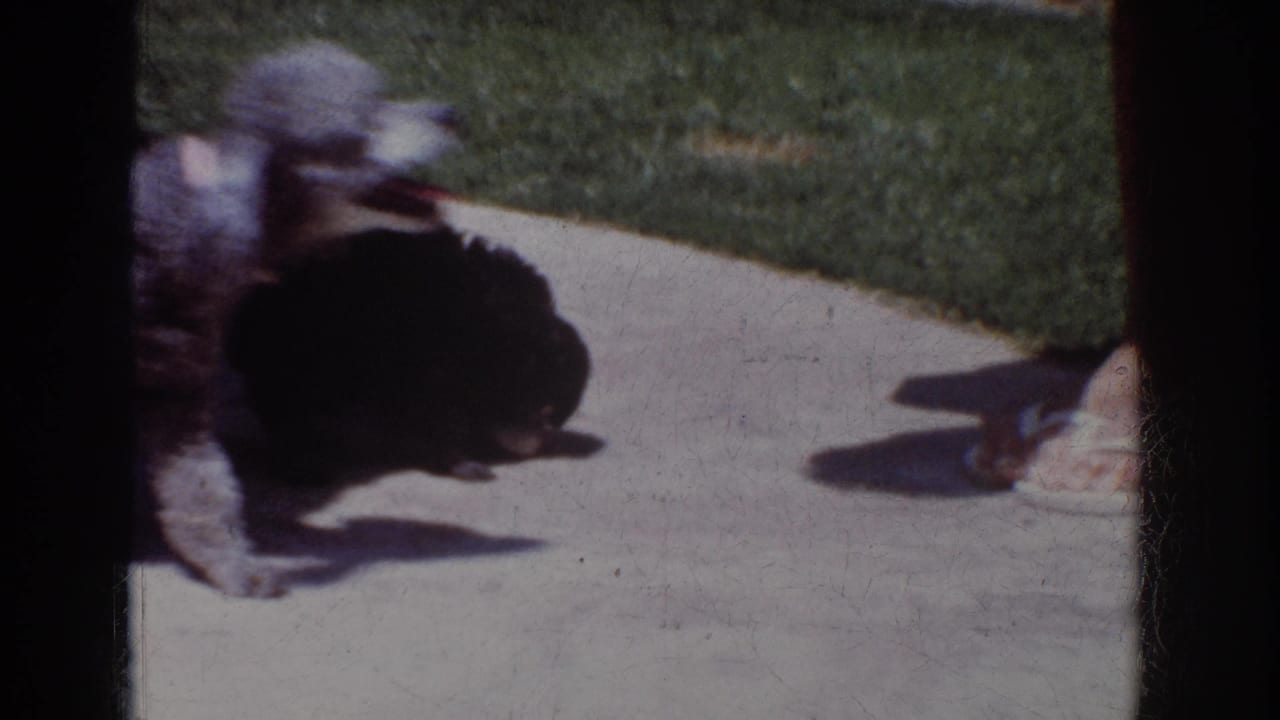 In 1962 Yorba Linda home-movie footage, a grey poodle moves near a small black poodle lying on a sunlit patio.