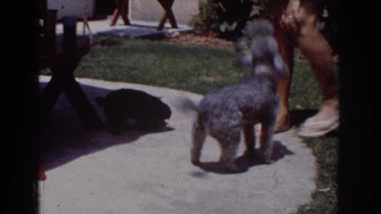 Two poodles on a patio near an adult's feet and a wooden picnic table.