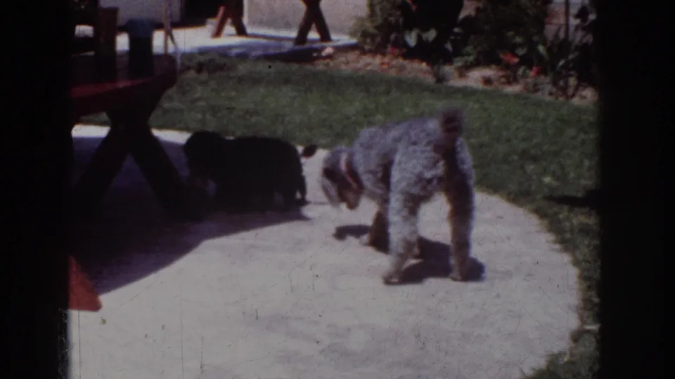 A grey poodle faces the patio while two small black poodles remain closer to the shaded picnic table in the 1962 yard scene.
