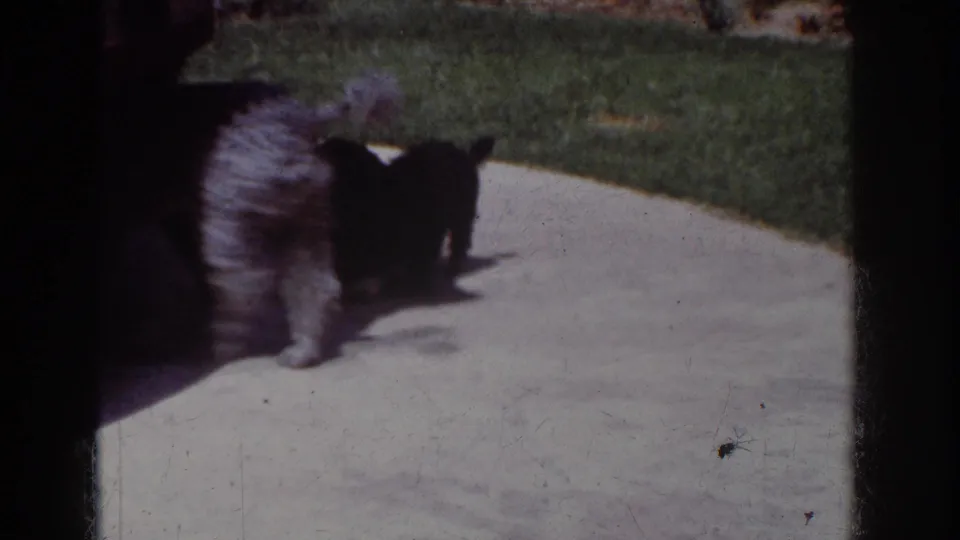 A grey poodle moves toward a small black poodle on a curved concrete patio, with lawn and strong sunlight visible.