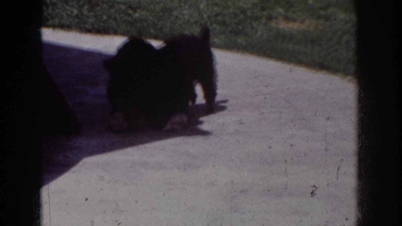 In 1962 Yorba Linda home-movie footage, a dark dog bends low over a pale cloth on bright concrete near a strip of lawn.