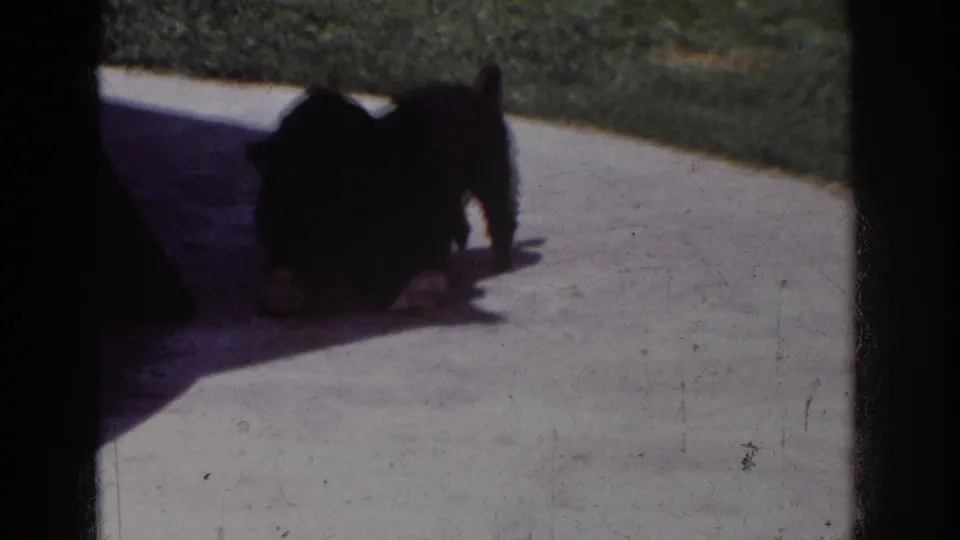 In 1962 Yorba Linda home-movie footage, a dark dog bends low over a pale cloth on bright concrete near a strip of lawn.