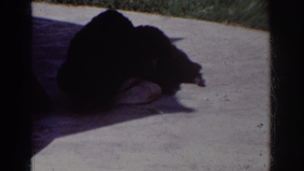 The dark dog rolls onto the concrete in Yorba Linda, California, with a pale cloth visible beneath its body.