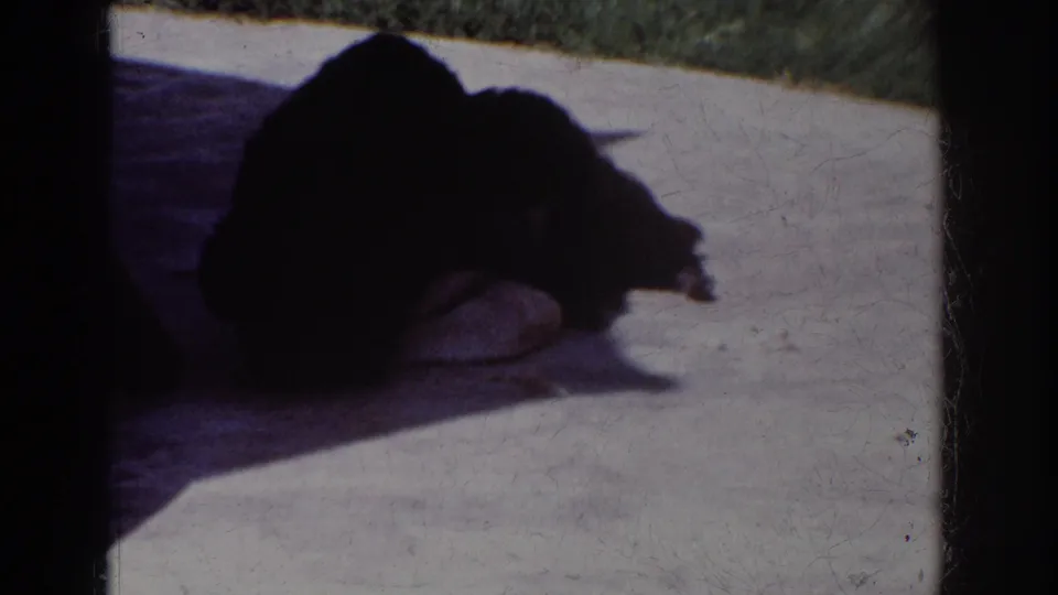 The dark dog rolls onto the concrete in Yorba Linda, California, with a pale cloth visible beneath its body.