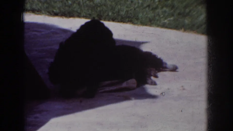 A dark-furred dog lies low on a concrete patio, partly silhouetted by shadow, with the pale cloth still under or near its head.
