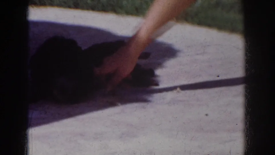 A person's arm and hand enter the 1962 Yorba Linda frame to touch or play with the dark dog on the concrete patio.