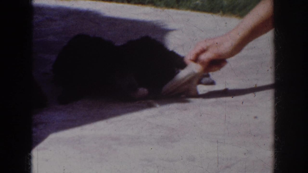 In Yorba Linda 1962 home-movie footage, two small black dogs crouch on a sunlit patio as a hand offers a cloth object.